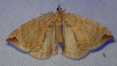 Eulithis molliculata