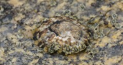 Cellana ornata