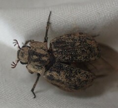 Trogidae