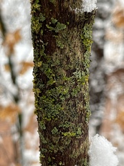 Xanthomendoza fallax