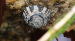 Cellana ornata