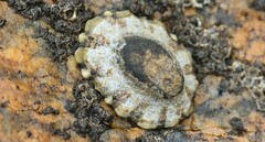 Cellana ornata