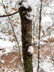 Xanthomendoza fallax