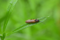 Denticollis linearis