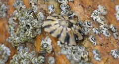 Cellana ornata
