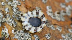 Cellana ornata