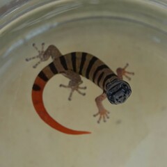 Sphaerodactylus elegans