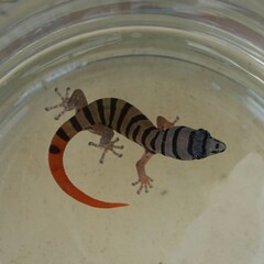 Sphaerodactylus elegans