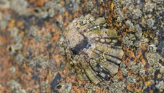 Cellana ornata