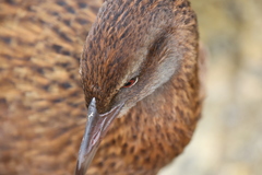 Gallirallus australis scotti