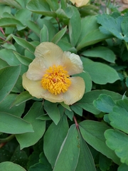 Paeonia mlokosewitschii
