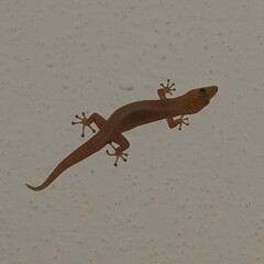 Sphaerodactylus elegans
