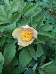 Paeonia mlokosewitschii