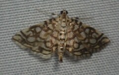 Lygropia rivulalis
