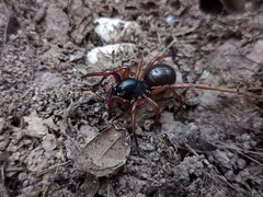 Corinnidae