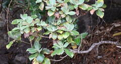 Macrolearia colensoi