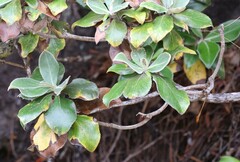Macrolearia colensoi