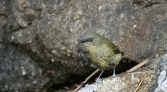 Anthornis melanura