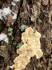 Pycnoporellus alboluteus