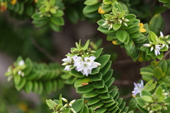 Veronica elliptica
