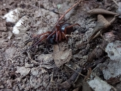 Corinnidae