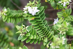 Veronica elliptica