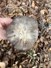 Entoloma ferruginans