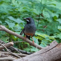 Turdus plumbeus