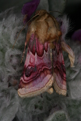 Periphanes delphinii