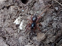 Corinnidae