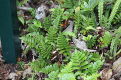 Asplenium obtusatum