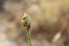 Pseudomyrmex major