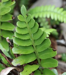 Asplenium obtusatum