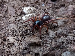 Corinnidae