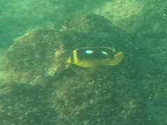 Chaetodon quadrimaculatus