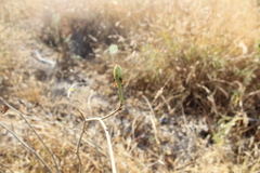 Pseudomyrmex major