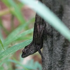 Anolis