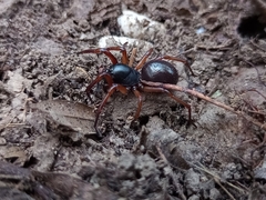 Corinnidae