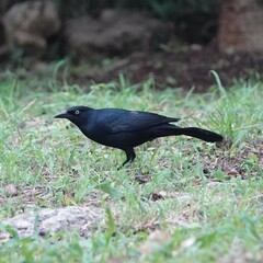 Quiscalus niger