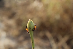 Pseudomyrmex major