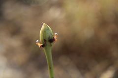 Pseudomyrmex major