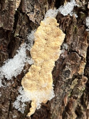Pycnoporellus alboluteus