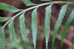 Asplenium scleroprium