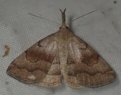 Phalaenostola metonalis