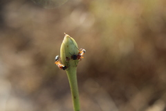 Pseudomyrmex major