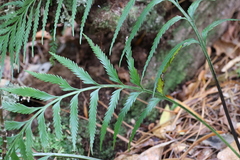 Asplenium scleroprium