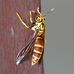 Polistes cubensis