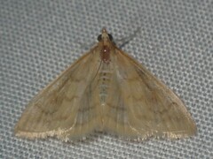 Pyraustini