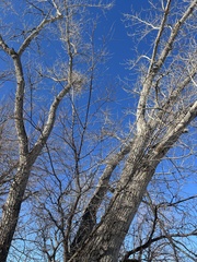 Populus deltoides monilifera