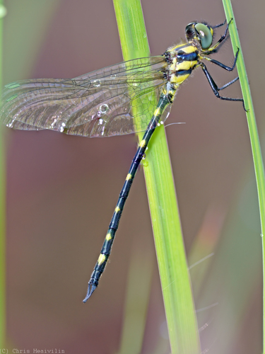 Tonyosynthemis claviculata (Tillyard, 1909)